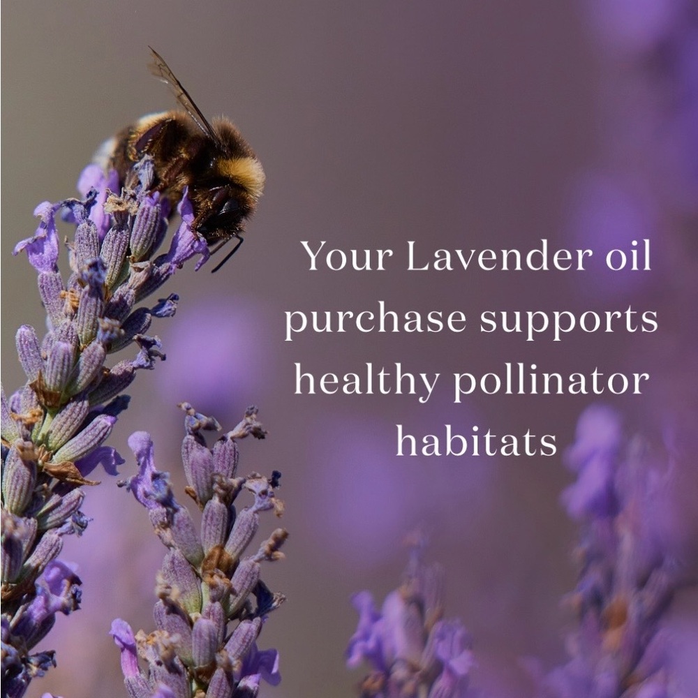 Young Living Lavender Essential Oil 5ml - Picture 6 of 7